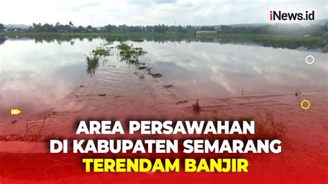 Curah Hujan Tinggi Area Persawahan Di Kabupaten Semarang Terendam