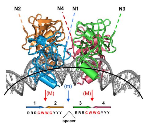 Four P53 Core Domains Bound To Bent DNA It Is Based On The