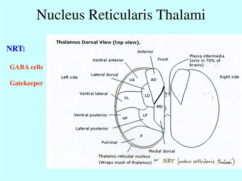 Brain Organization Ppt Download