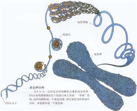 Y染色体 360百科