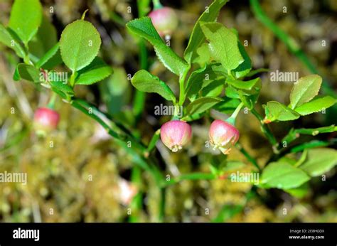 Blueberry flowers (Vaccinium myrtillus), plant that grows in forests Stock Photo - Alamy