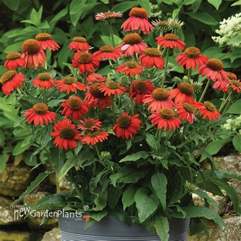 Echinacea Artisan Red Ombre New Garden Plants