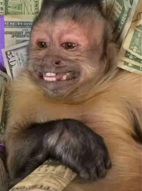 A Monkey Sitting On Top Of A Pile Of Money With It S Mouth Open