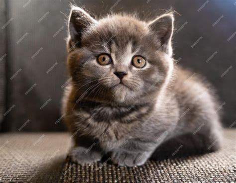 Premium AI Image | Cute sitting baby munchkin cat