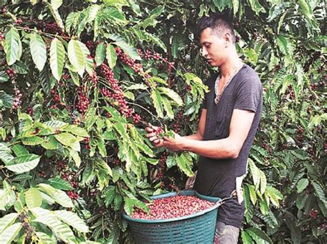 Coffee Plantation In Kerala