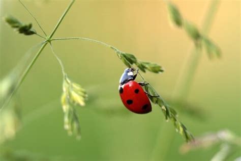 Podcast La Importancia De Los Insectos En El Planeta