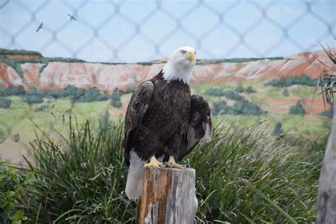 Bald Eagle Texas State Aquarium Corpus Christi Tx Karen Flickr