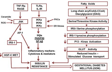 Gestational Diabetes Mellitus Pathophysiology Diagram DiabetesWalls