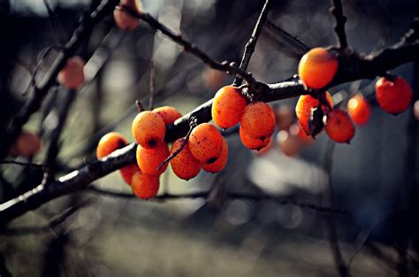 Fotos gratis árbol naturaleza rama Fruta hoja flor comida