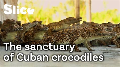 Can The Cuban Crocodiles Survive SLICE YouTube