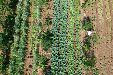 La Biodiversidad Y Su Implicancia En Una Agricultura Sostenible