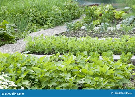 Allotment Garden Bed Stock Photo Image Of Plants Growing 12400676