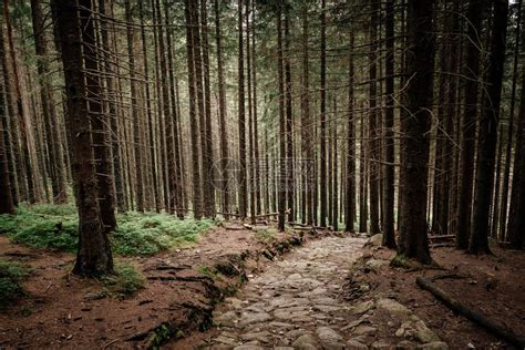 山区针叶林中的石路在深松林中的路径塔特拉山波兰ourney穿越喀尔巴阡山脉高清图片下载 正版图片506347429 摄图网