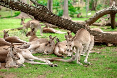 Kangaroos And Wallabies At The Santuary Queensland Australia Stock