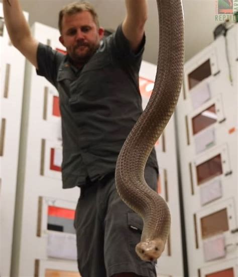 Giant Venomous Snake Titan Is One Of Biggest In Australia Newsweek