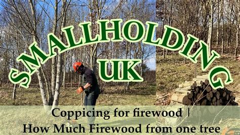 Coppicing For Firewood How Much Firewood From One Tree Youtube