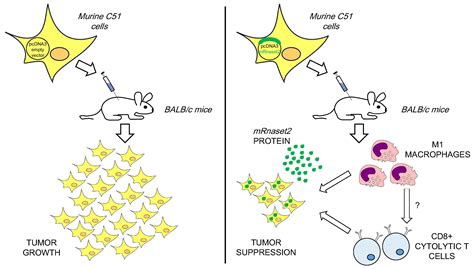 Cancers Free Full Text Overexpression Of Murine Rnaset In A Colon