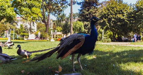 Best Zoos In Istanbul | istanbul.com