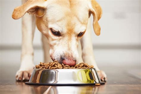 Chien Qui Mange Trop Vite Que Faire Alimentation Du Chien Autour