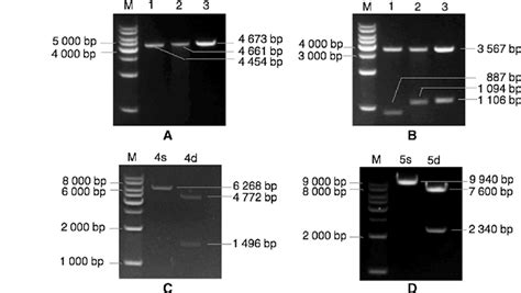 Electrophoretic Bands Of Plasmids After Restriction Enzyme Digestion A Download Scientific