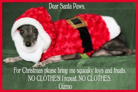 Funny Christmas / Dog Memes! [IMAGES]- SportLeash