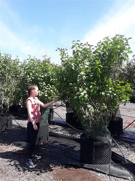 Syringa Vulgaris Andenken An Ludwig Spath Andenken An Ludwg Lilac