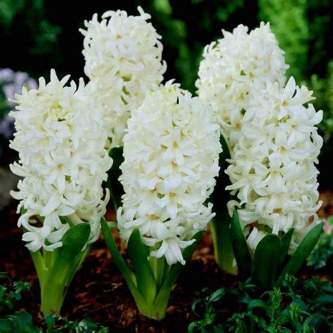 Hyacinth flower Bulbs (Aiolos, 3 Bulb) buy online at plantsguru.com