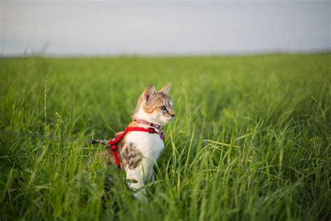 Kostenlose Foto Gras Pflanze Himmel Feld Rasen Wiese Pr Rie