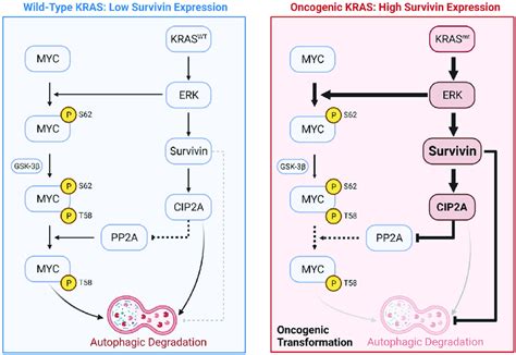 Diagram Showing How Kras Mediated Upregulation Of Survivin Expression Download Scientific