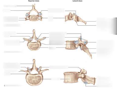 Cervical Thoracic And Lumbar Vertebrae Diagram Quizlet