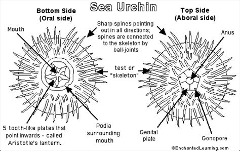 Physiology - The Purple Sea Urchin Resource