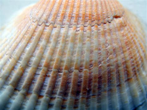 Texture of the sea shell stock image. Image of mollusk - 121779279