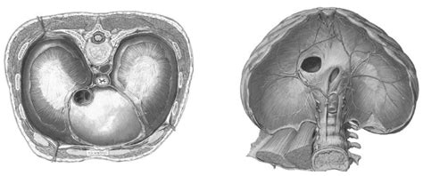 Diagram Of Diaphragm Anatomy Quizlet