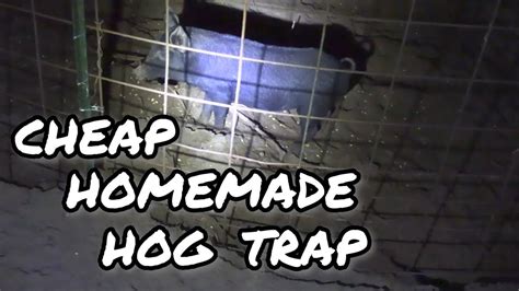 Catching Wild Pigs In A CHEAP Homemade Hog Trap YouTube