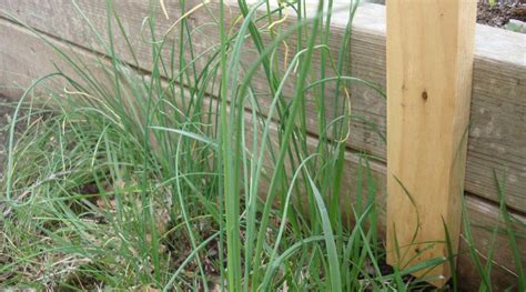 How To Kill Onion Grass Storables