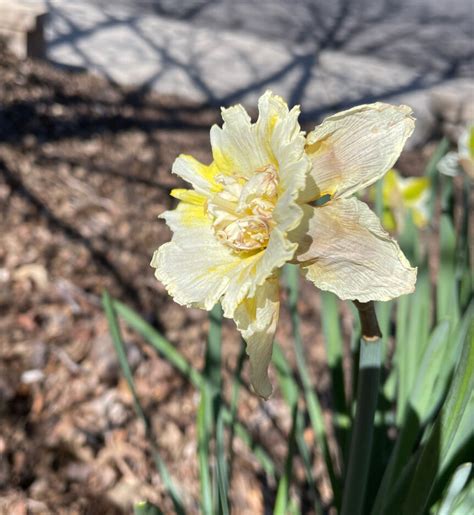 Garden Help Desk Correct Care After Blooming Assures Beautiful