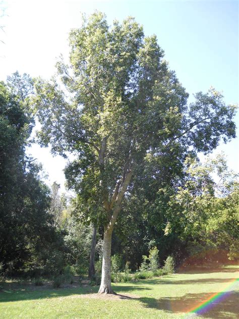 Elaeocarpus Obovatus”woolah” Paten Park Native Nursery