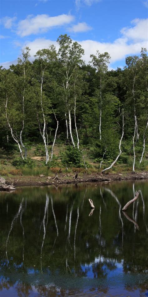 Free Images Tree Nature Forest Marsh Swamp Wilderness Lake