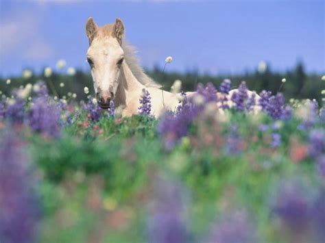 Des Fleurs Mauves Horse Crazy Horse Love Horse Flowers Wild Flowers