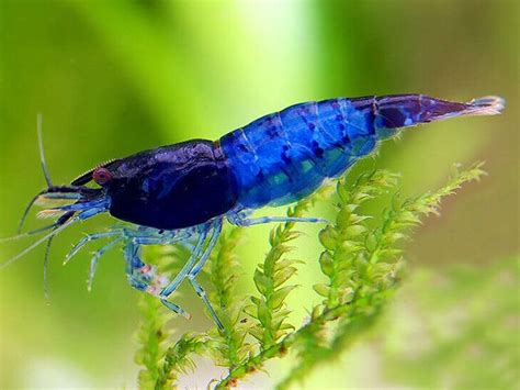 BLUE DIAMOND SHRIMP NEOCARIDINA HETEROPODA Discount Aquatics