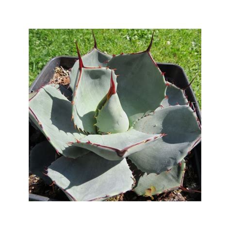 Agave parryi truncata | À l'ombre des figuiers