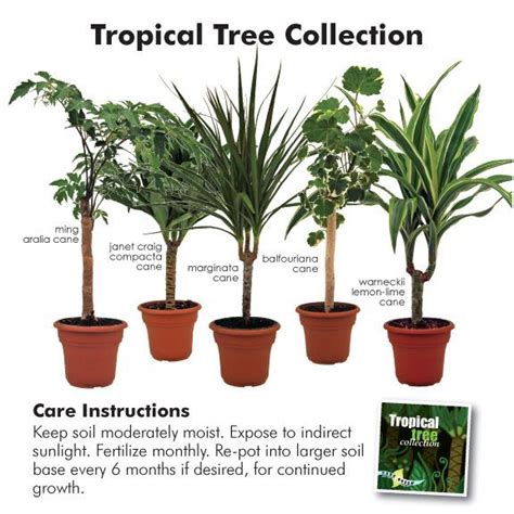 Tropical House Plants | Indoor Greenery and Plant Care