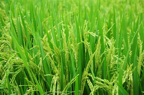 Organic Rice Farming with Vermicompost Increases Yield of Outstanding ...