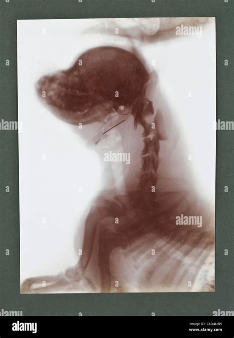 Animal X ray Esta radiografía es de una colección que se remonta al