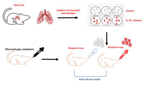 Adoptive Transfer Of IL 33 Stimulated Macrophages Into Bleomycin