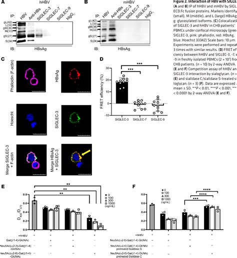 Figure From Siglec Cd Serves As An Immune Checkpoint Receptor