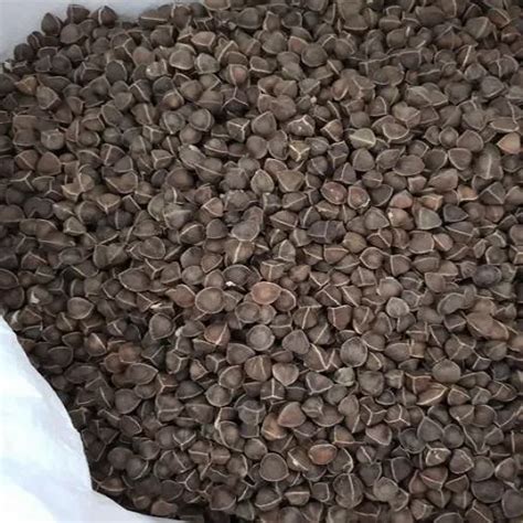 Natural Wingless Moringa Seeds Packaging Size Kg Poly Bag At Rs