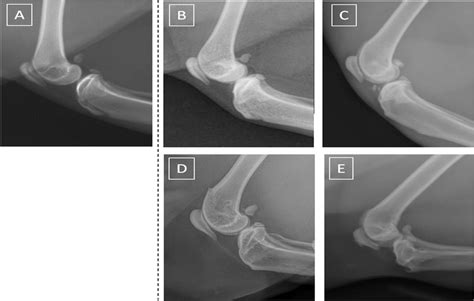 Exemplary Mediolateral View Radiographs Of Feline Knee Joints Scored As