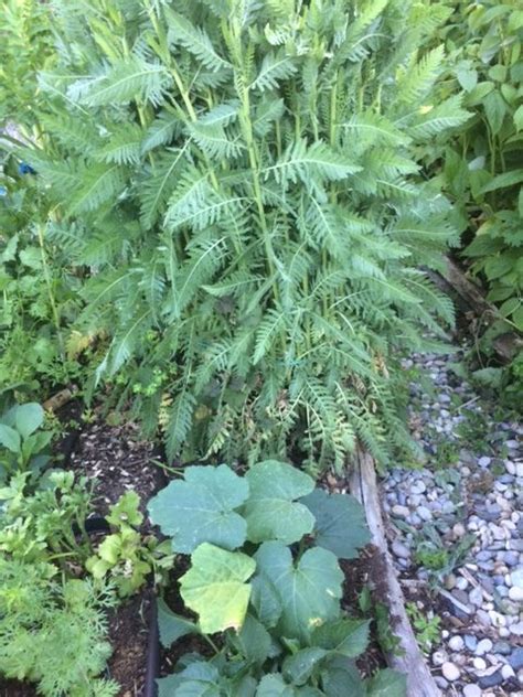 Girdling the vegetable garden - Lindy Sinclair