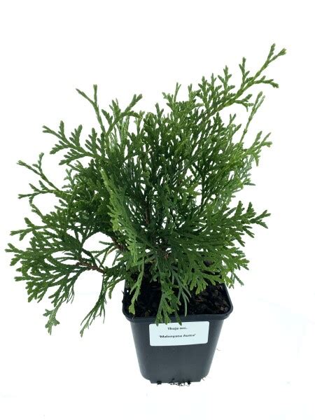 Leenders Plants Bv Thuja Occ Malonyana Aurea